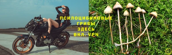 стафф Алзамай